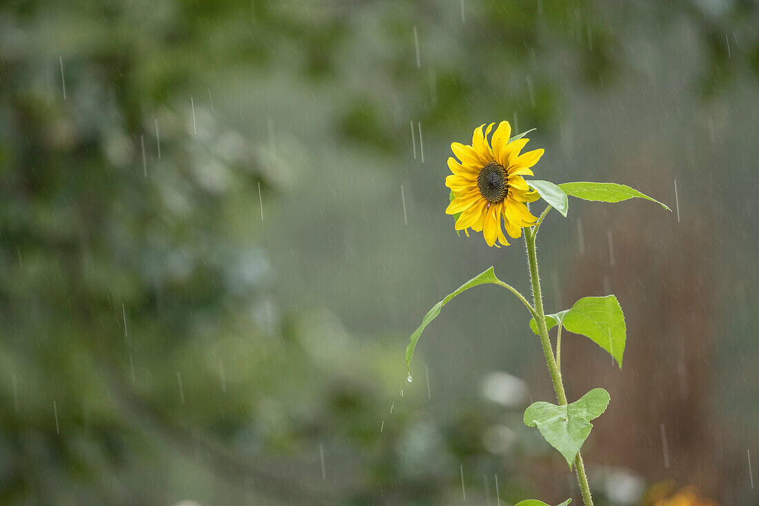 Sunflower in the garden, Garden flower, summer, summer rain, Germany