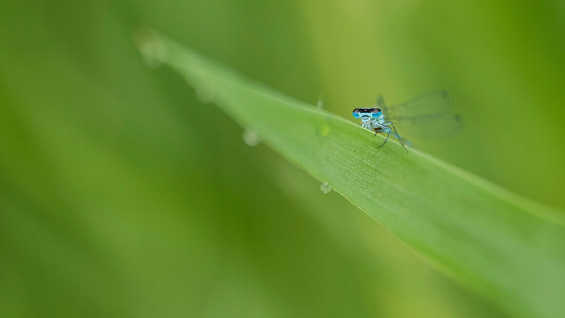 Kleinlibelle auf Grashalm, Schilf, Biosphärenreservat, Uferzone, Spreewald, Brandenburg, Deutschland