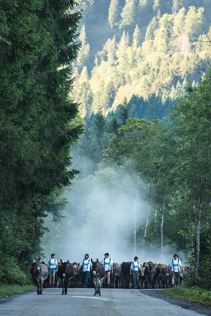 Kühe mit Kuhglocken, Esel, Viehscheid, Almabtrieb bei Sonnenaufgang, Alm, Alp, Oberallgäu, Allgäu, Alpsommer, Stillachtal, Alpen, Oberstdorf, Deutschland