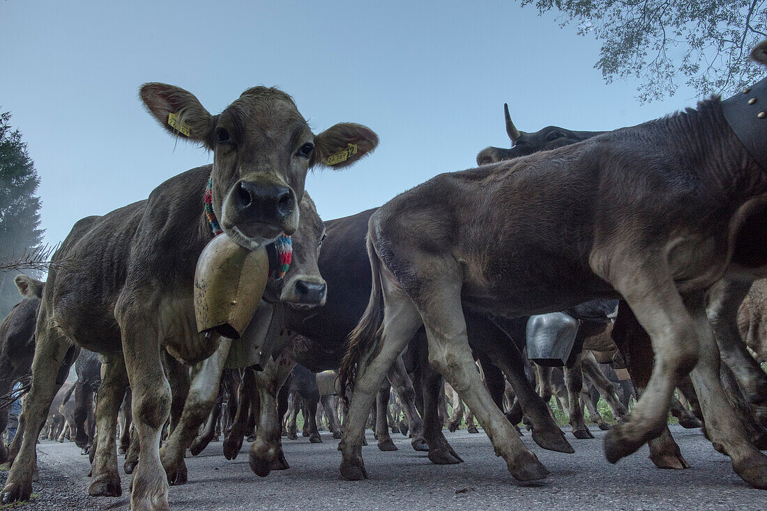 Cows wearing bells for the Almabtrieb, Stillachtal, Oberallgaeu, Allgaeu, Oberallgaeu, Alps, Germany