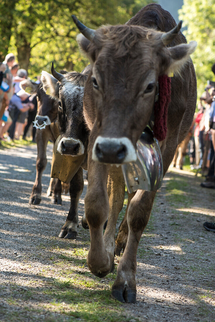 Kühe mit Kuhglocken, Viehscheid, Almabtrieb, Alm, Alp, Oberallgäu, Allgäu, Alpsommer, Stillachtal, Alpen, Oberstdorf, Deutschland