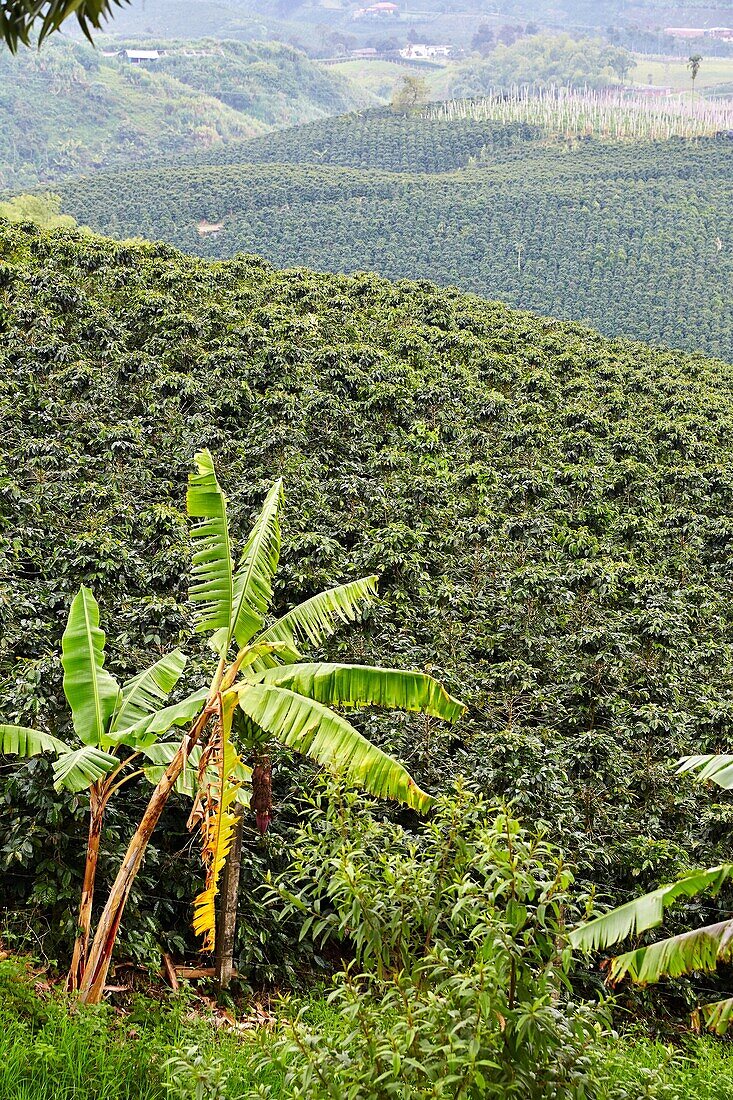 Cafetales, Coffee plantations, Coffee Cultural Landscape, Quindio, Colombia, South America