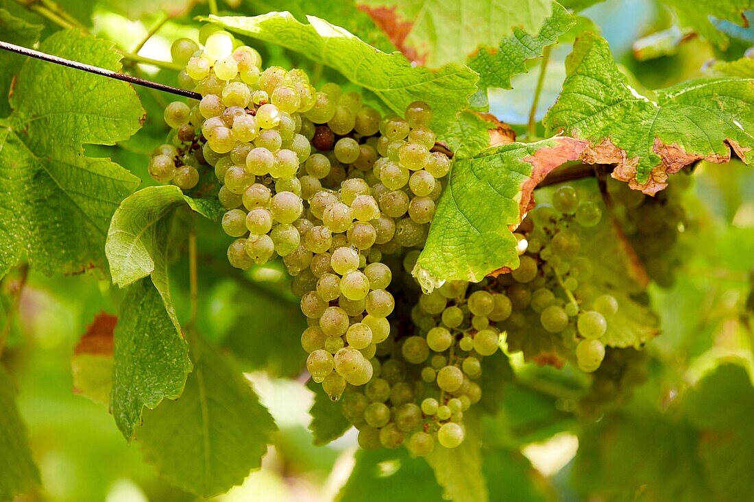 Txakoli Weinberge. Getaria Gipuzkoa Baskenland. Spanien.