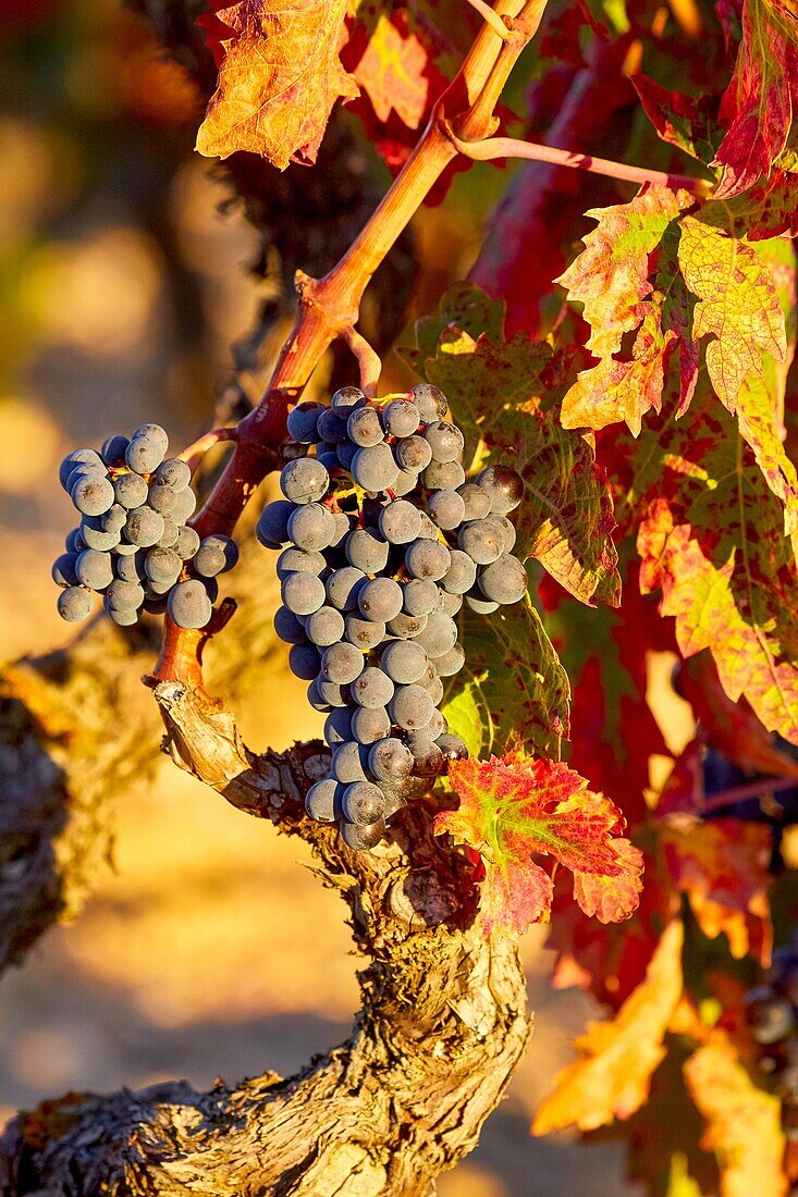 Vineyards, Rioja wine, Haro, La Rioja, Spain