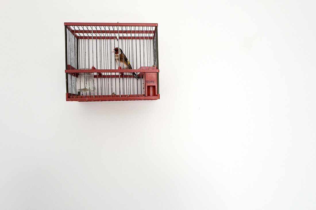 Goldfinch in cage. Minorca, Balearic Islands, Spain