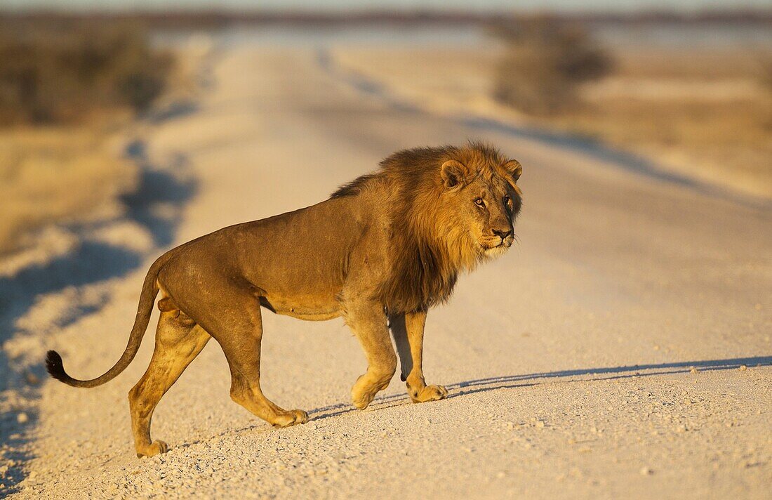 Löwe (Panthera leo) - Männlich überquert eine Schotterstraße in den frühen Morgenstunden. Etosha Nationalpark, Namibia.
