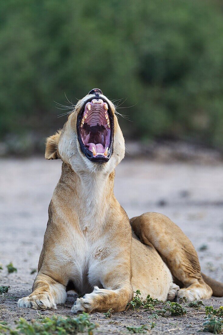 Lion (Panthera leo) - Yawning female. Chobe National Park, Botswana.