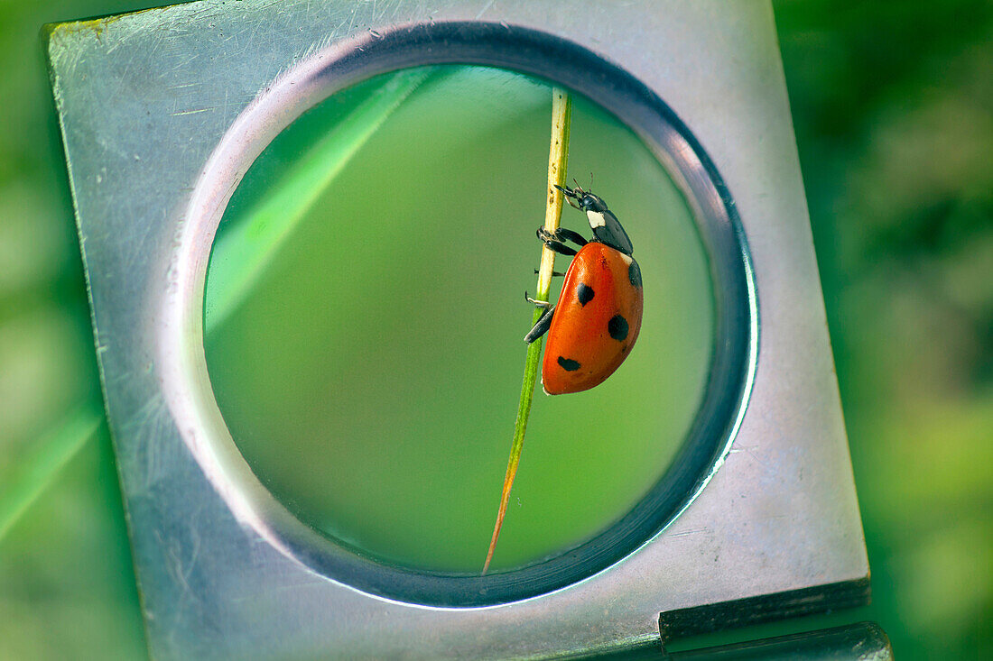 Seven-spot Ladybird Coccinella -punctata magnifyed with glass lens.