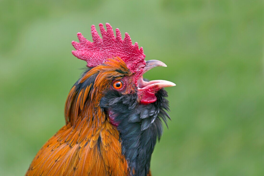 Cross breed Bantum cock on smallholding.