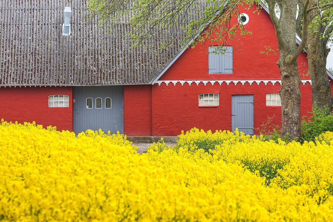 Denmark, Zealand, Olstykke, red farm and yellow rapeseed flowers, springtime.