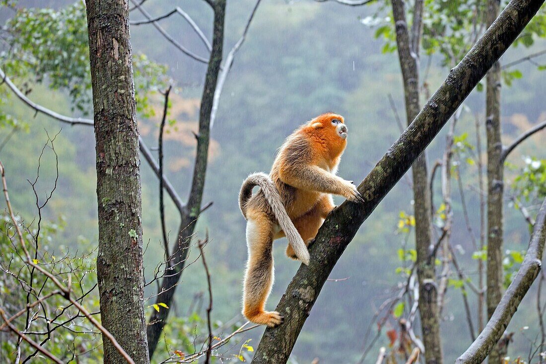 Asia, China, Shaanxi province, Qinling Mountains, Golden Snub-nosed Monkey Rhinopithecus roxellana, adult male on tree.