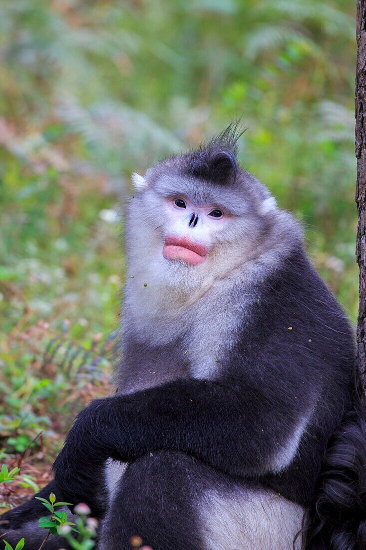 Asia, China, Yunnan province, Yunnan Snub-nosed Monkey Rhinopithecus bieti, adult male.