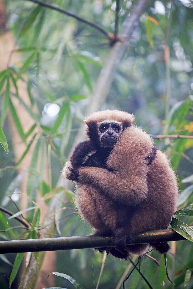 South east Asia, India,Tripura state,Gumti wildlife sanctuary,Western hoolock gibbon (Hoolock hoolock), adult female with baby.