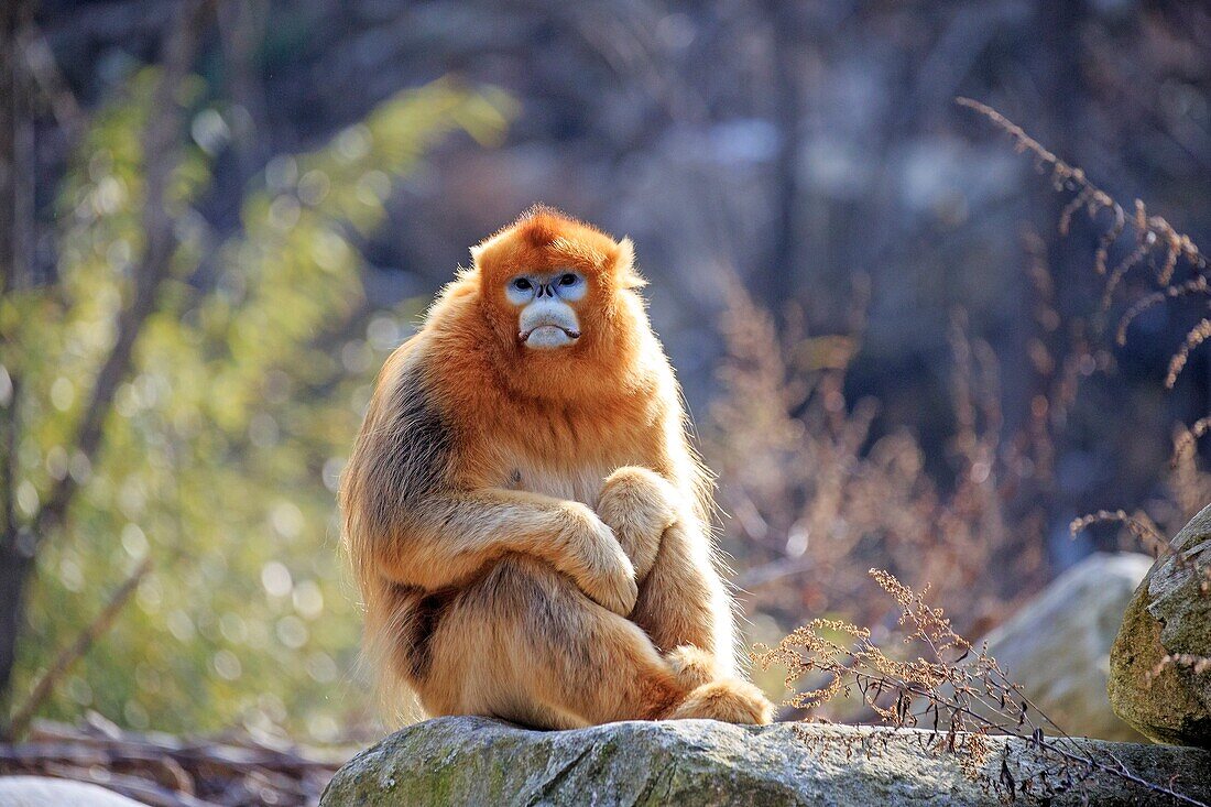 Asia, China, Shaanxi province, Qinling Mountains, Golden Snub-nosed Monkey (Rhinopithecus roxellana).