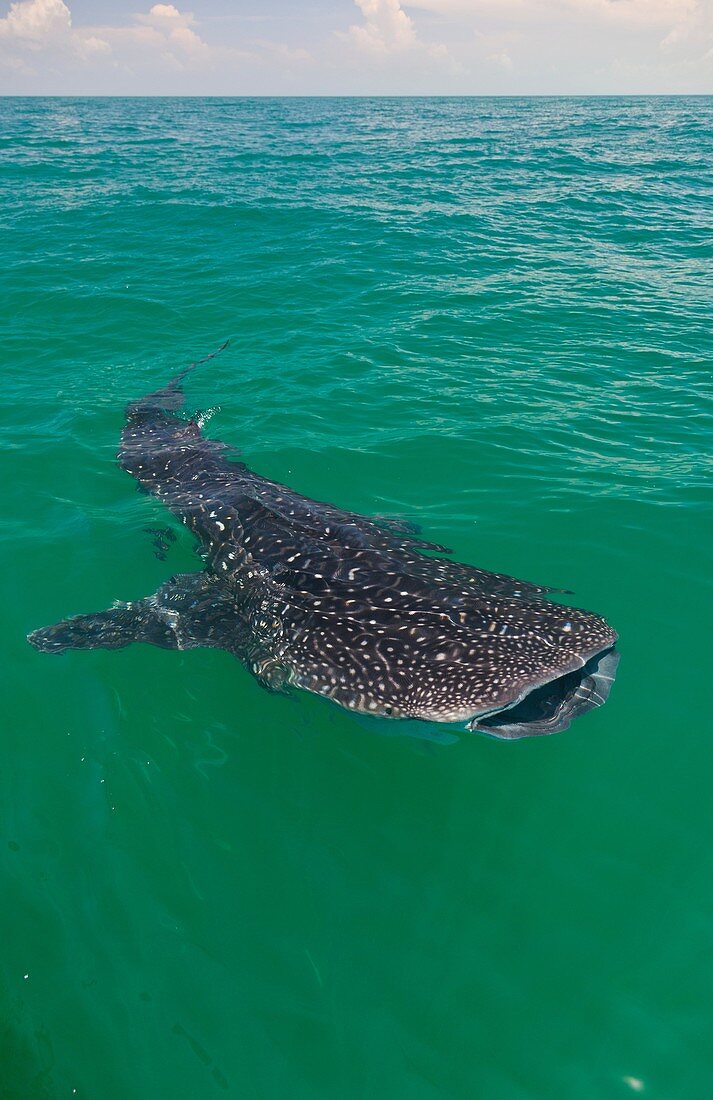 Whale shark (Rhincodon typus). Isla Holbox, Quintana Roo, Yucatan Peninsula, Mexico