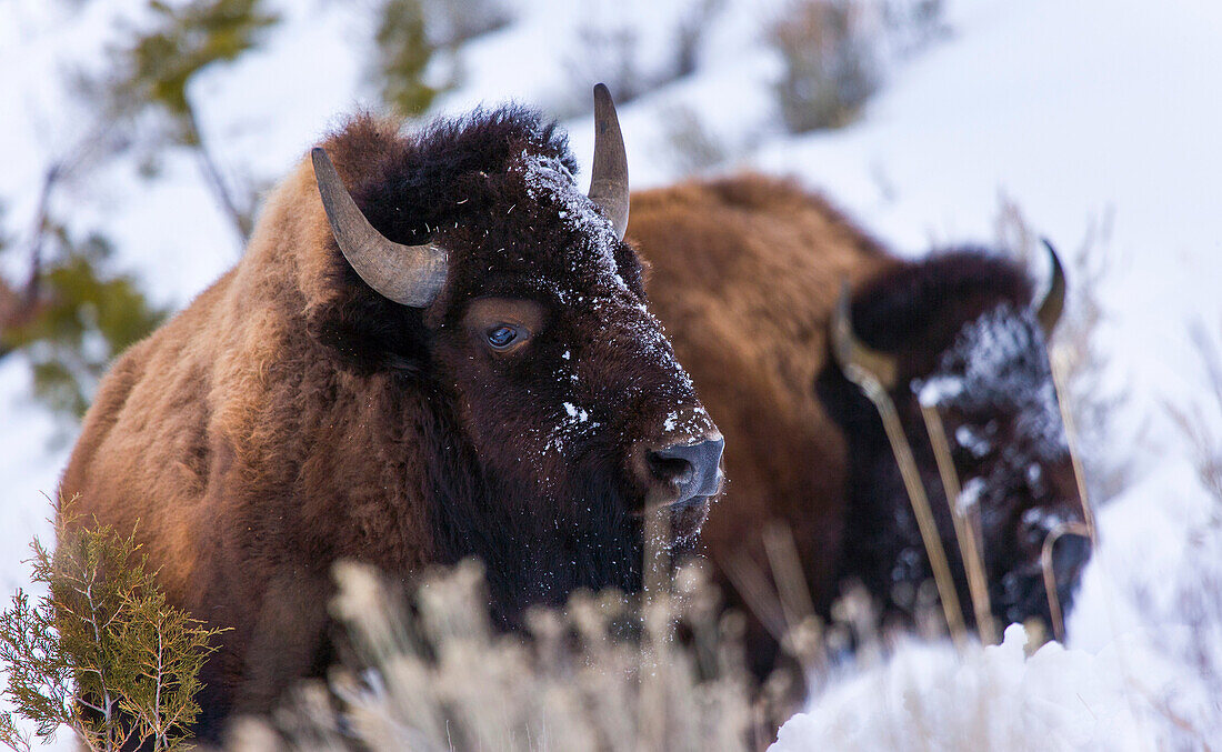 American bison (Bison bison), Yellowstone National Park, USA.