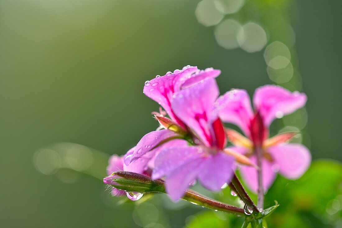 Garden geranium flowers with raindrops, Greater Sudbury, Ontario, Canada.