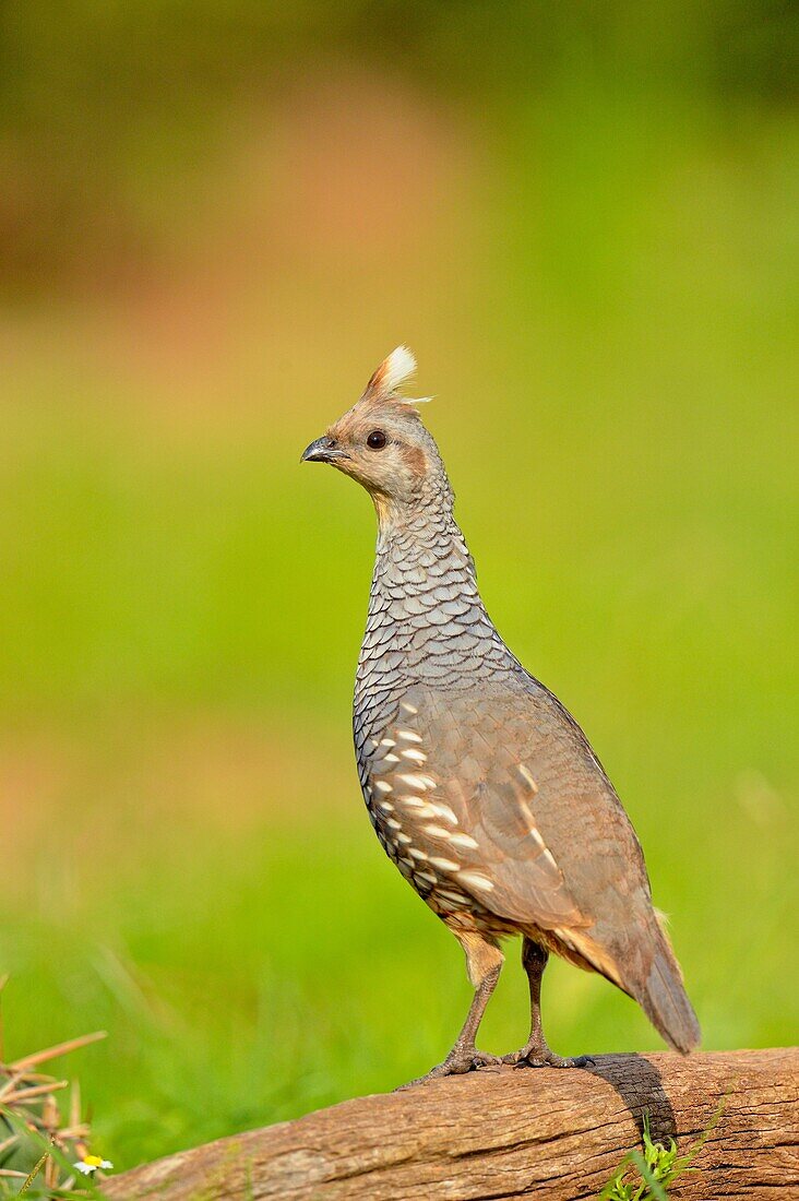Scaled quail (Callipepla squamata), Rio Grande City, Texas, USA.