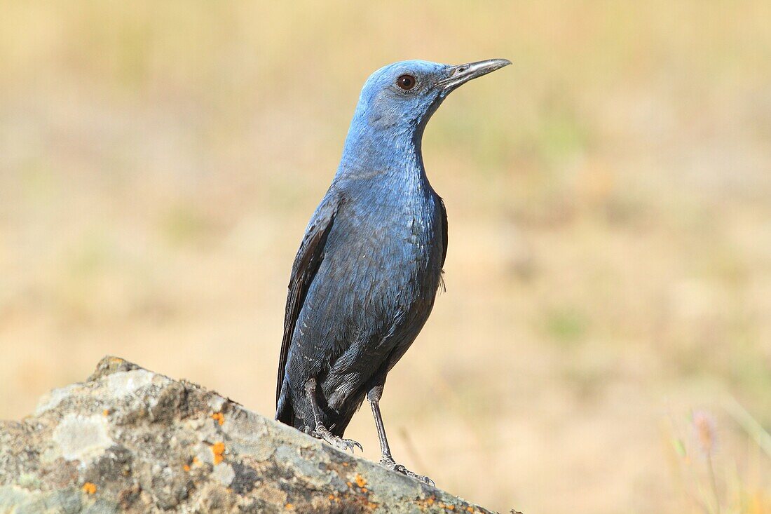 Male Blue Rock Thrush (Monticola solitarius). Majorca, Balearic Islands, Spain.