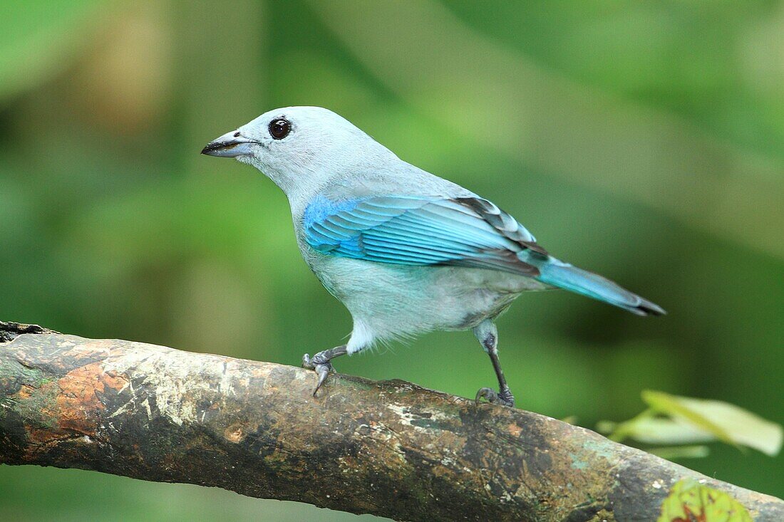 Tangara Azuleja ó Viudita o Viuda (Thraupis episcopus) en el Parque Nacional Volcán Arenal, Costa Rica.