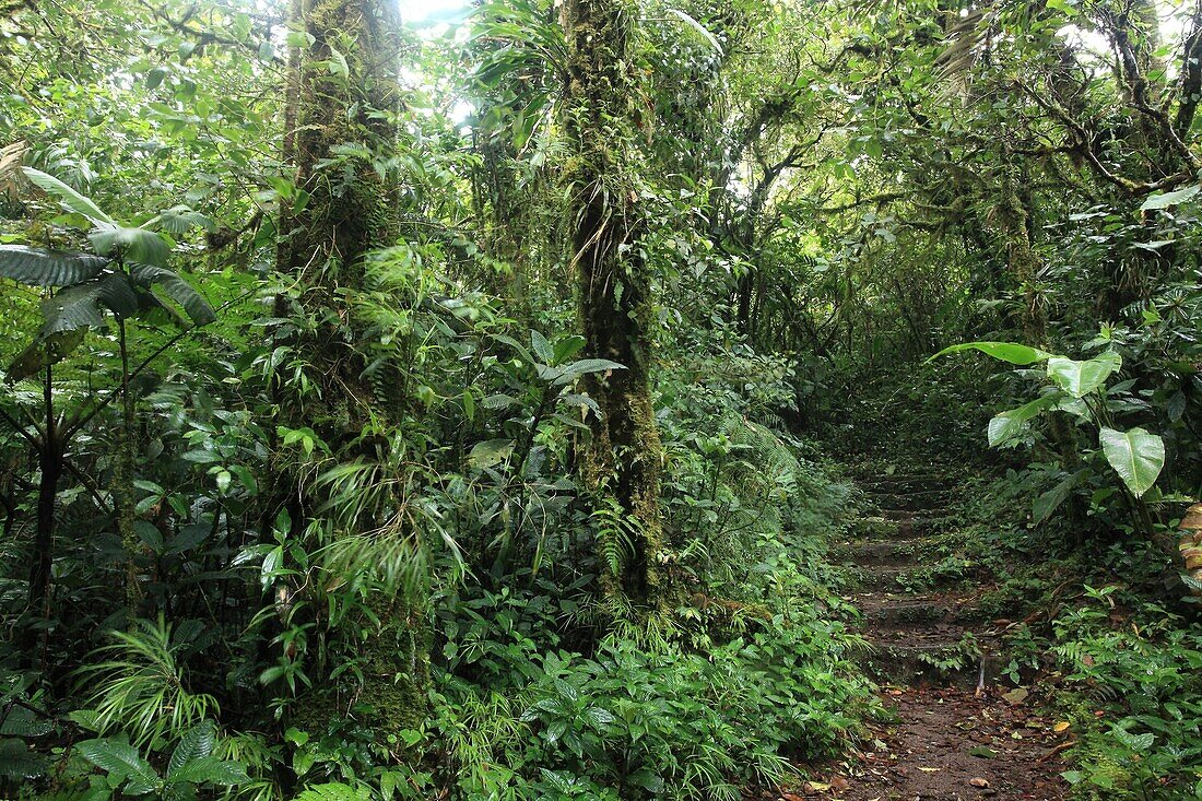 Monteverde Cloud Forest Reserve, Costa Rica