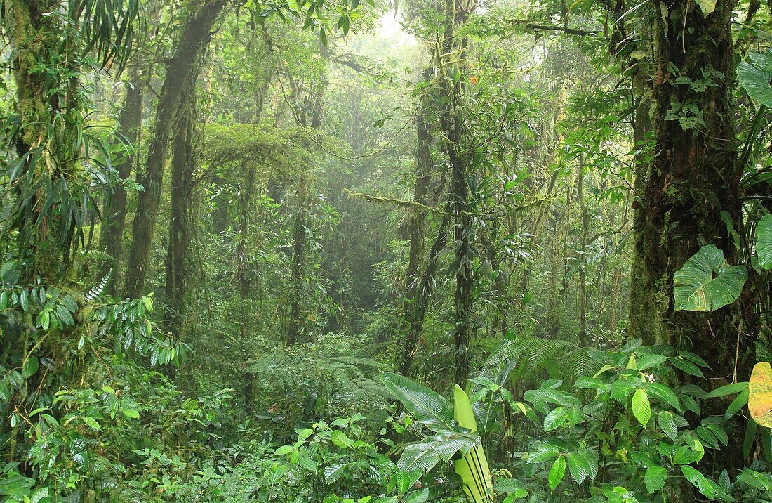 Monteverde Cloud Forest Reserve, Costa Rica