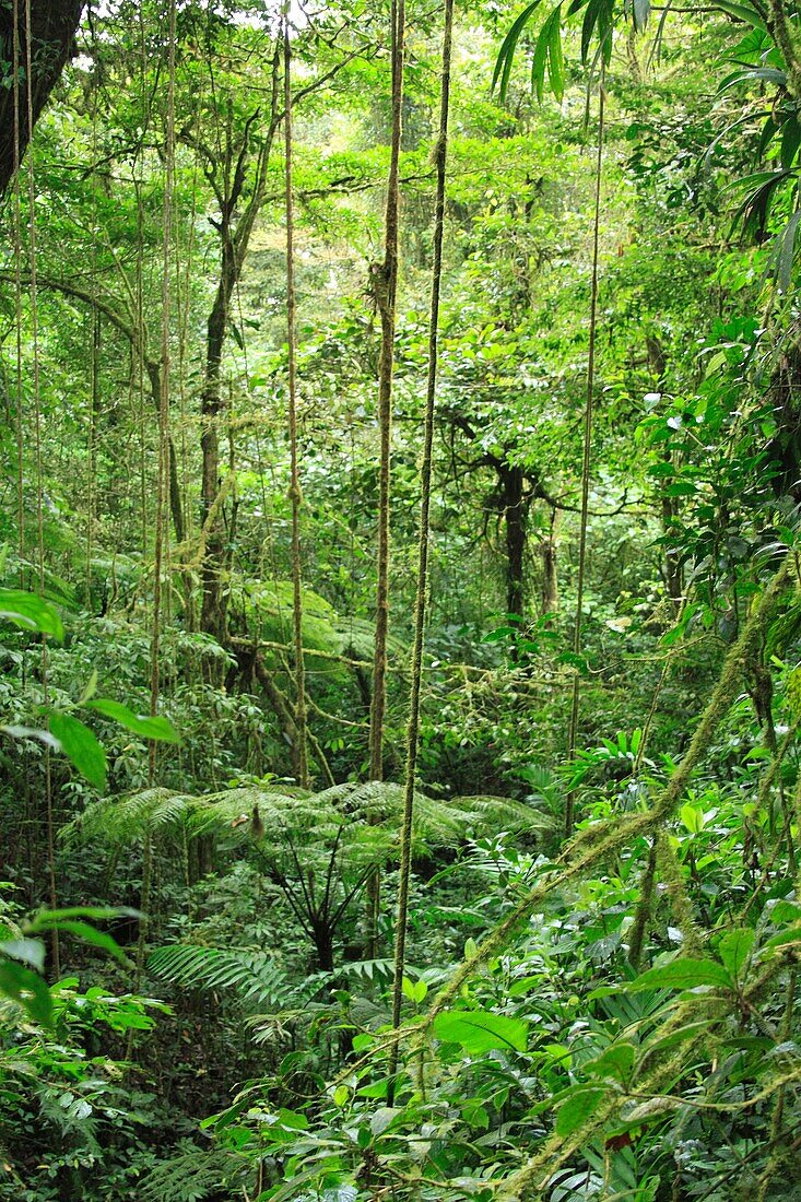 Monteverde Cloud Forest Reserve, Costa Rica