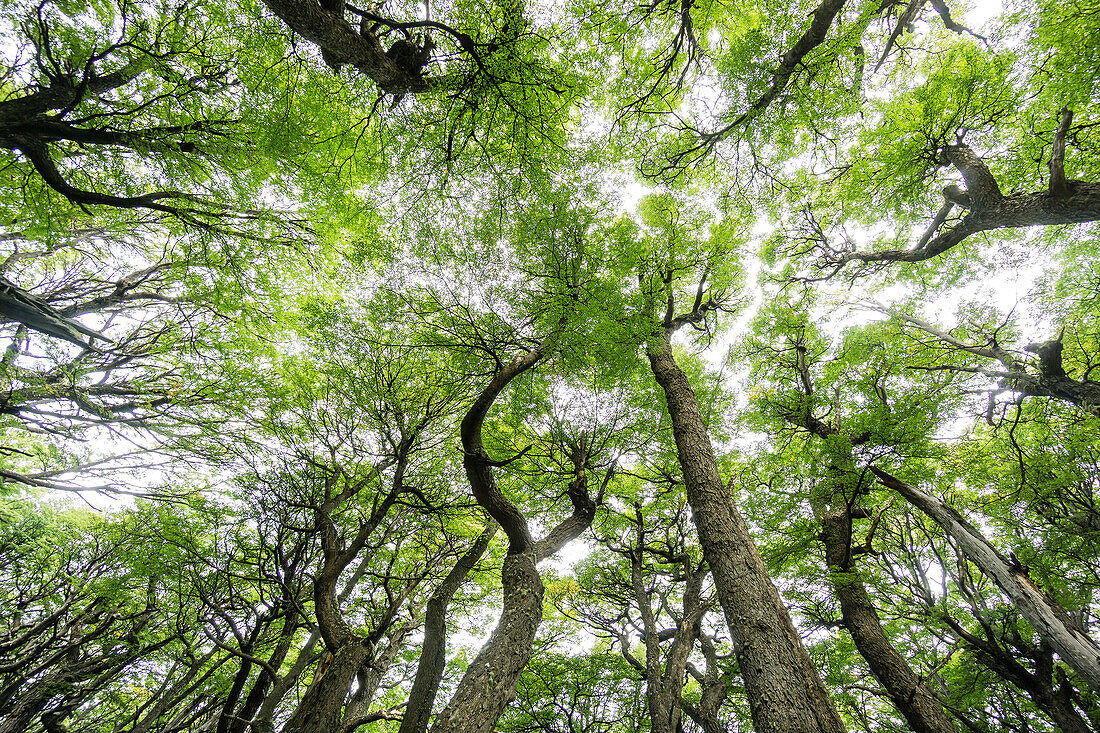 Lenga-Wald (Nothofagus pumilio), El Chalten, Los Glaciares-Nationalpark, Patagonien, Argentinien