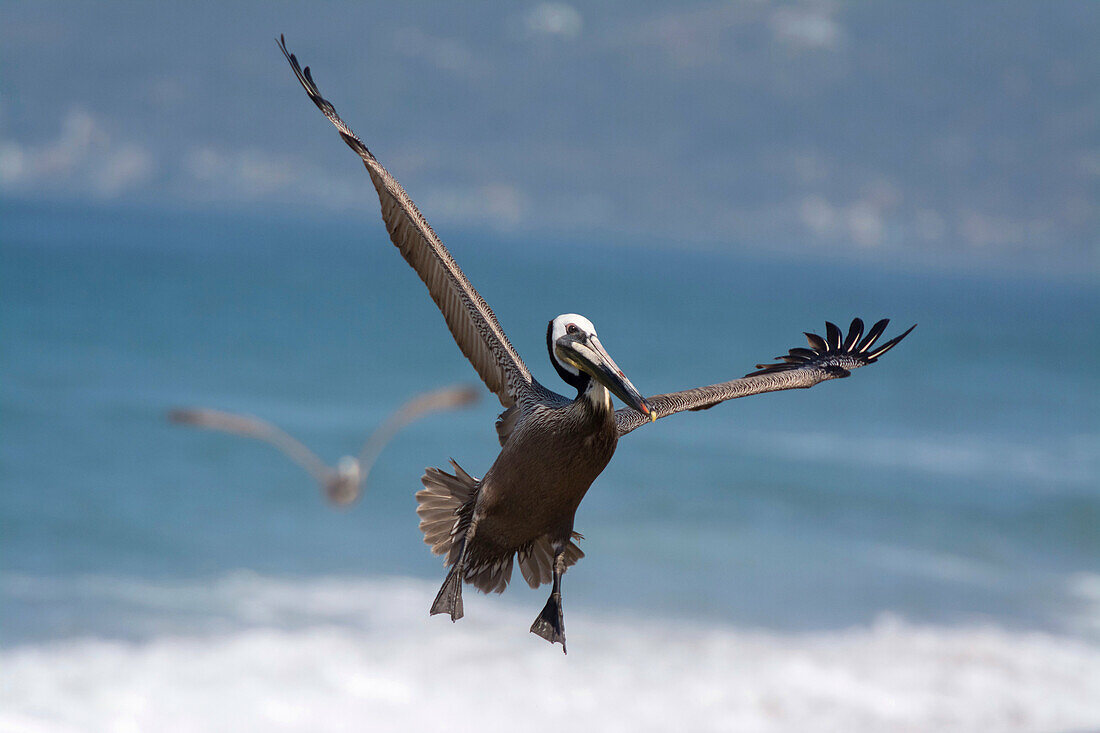 California Brown Pelican in flight.