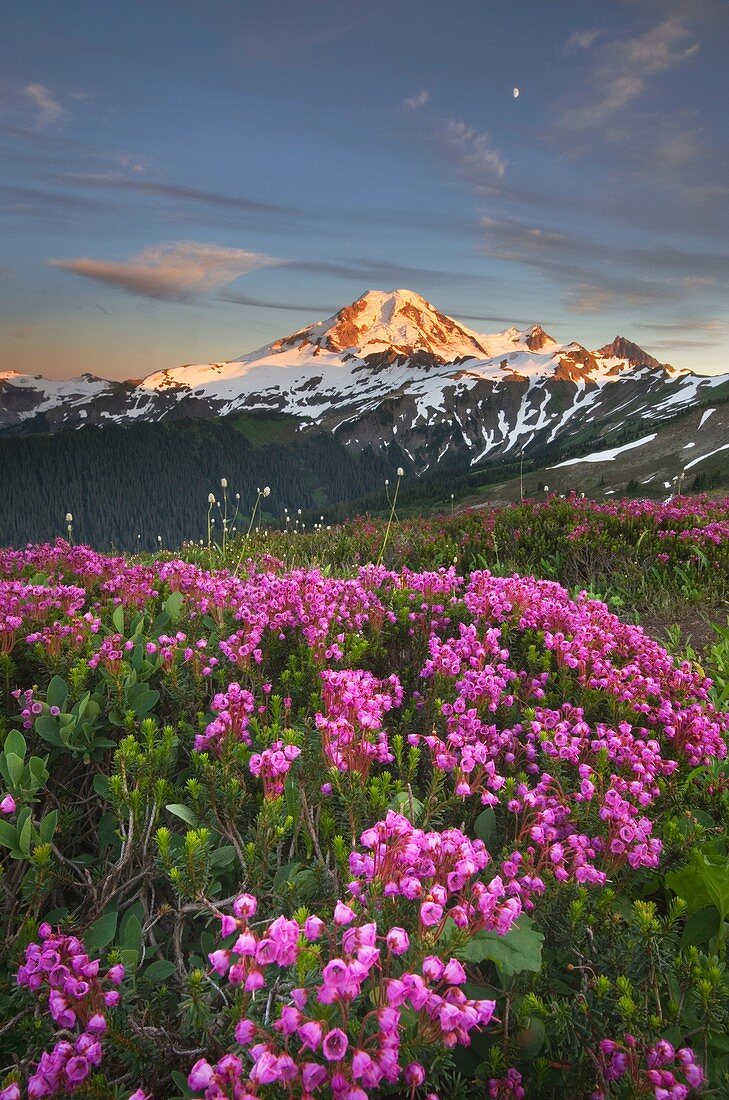 Mount Baker seen from wildflowers meadows on Skyline Divide, Mount Baker Wilderness North Cascades Washington.