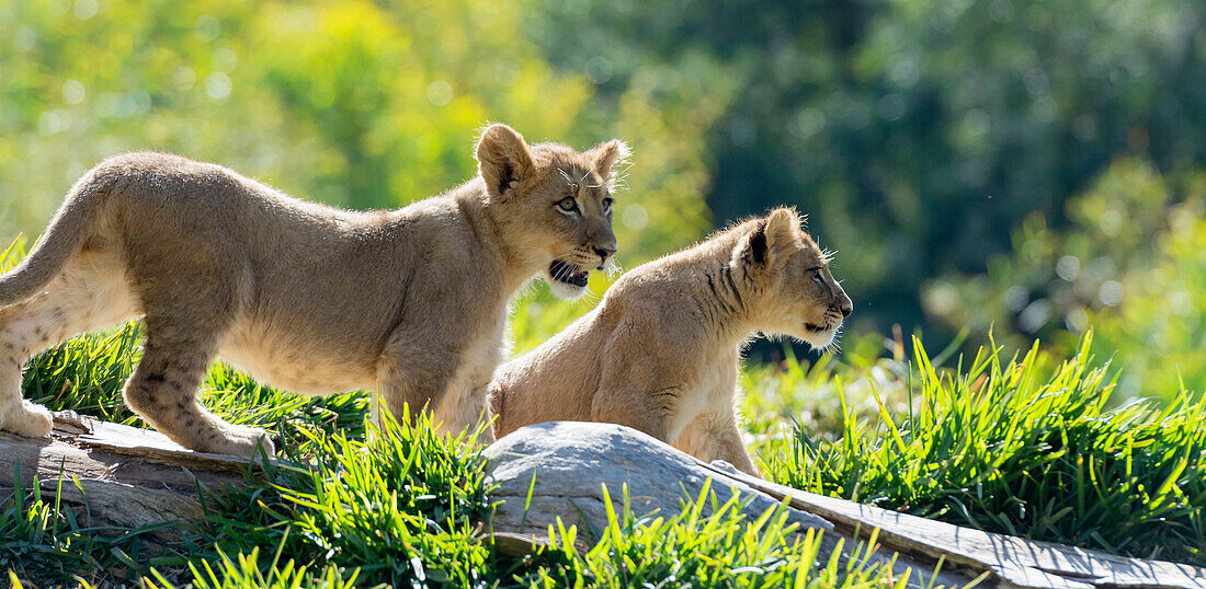 Two four month old lion cubs on alert in North America, USA.