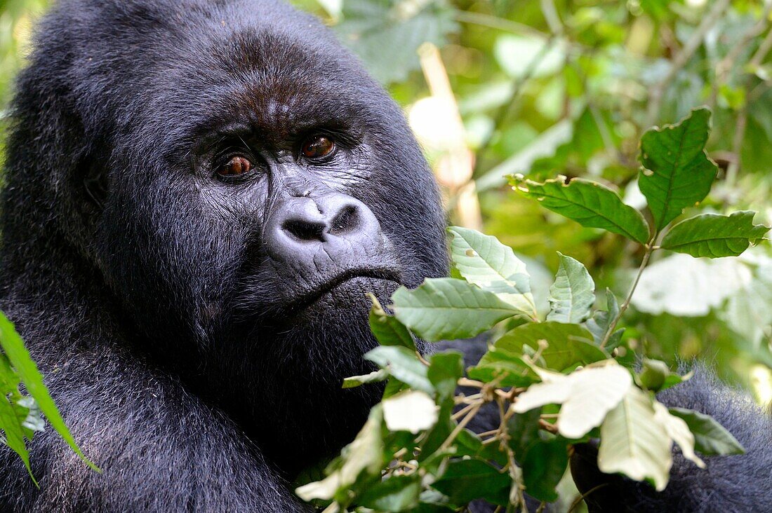 Portrait of male silverback Mountain gorilla (Gorilla beringei beringei) Virunga National Park, Democratic Republic of Congo, Africa.