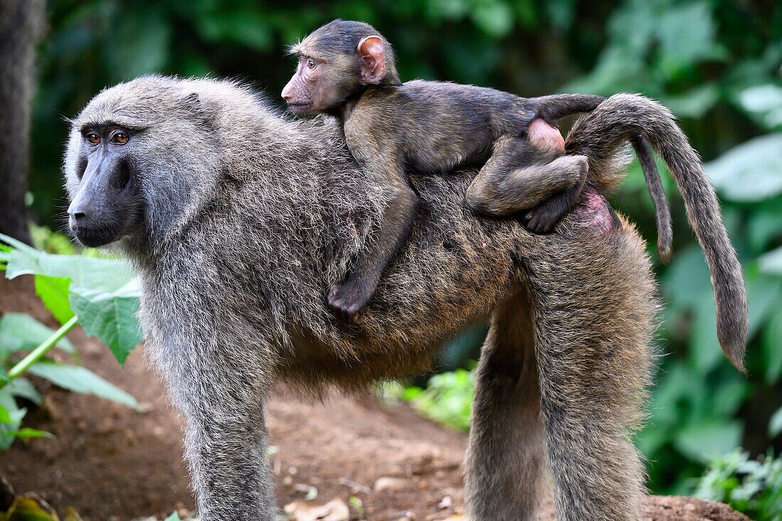 Olive baboon mother carrying young on back (Papio cynocephalus anubis) Virunga National Park, North Kivu, Democratic Republic of Congo, Africa.