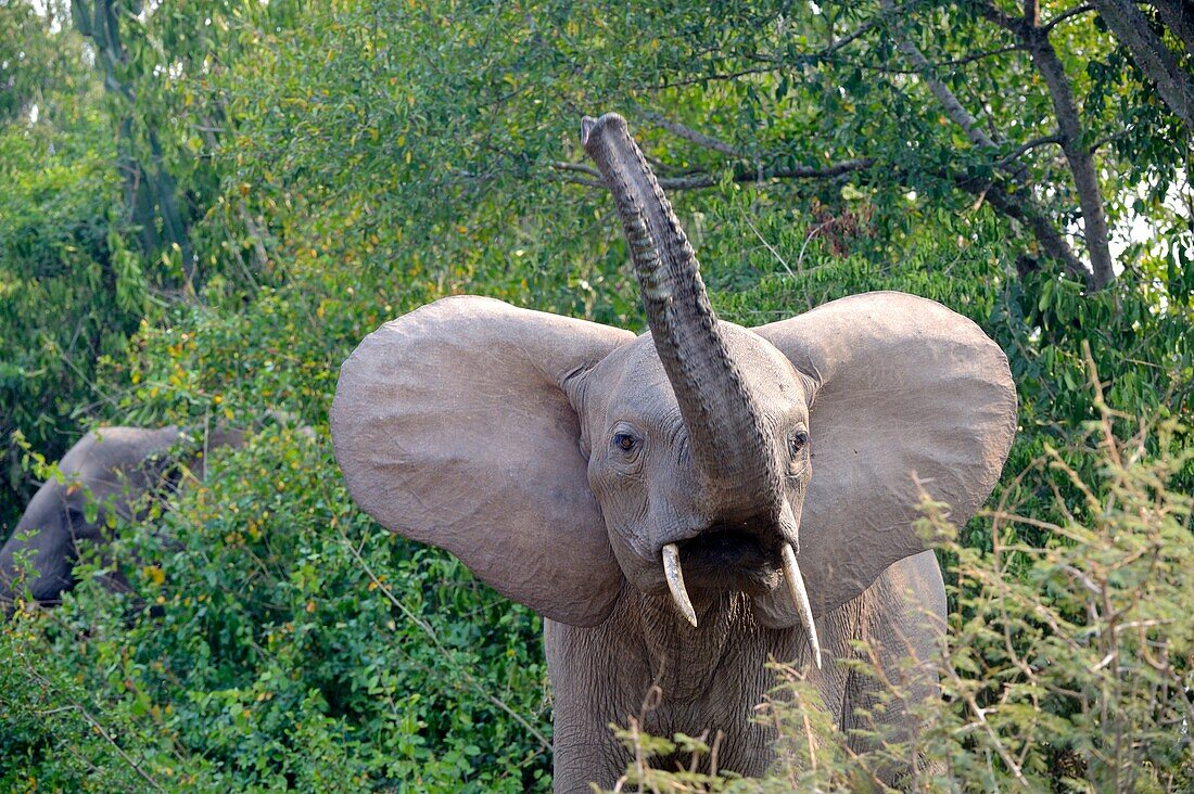 African Elephant (Loxodonta africana) raising trunk, Queen Elizabeth National Park, Uganda, Africa.