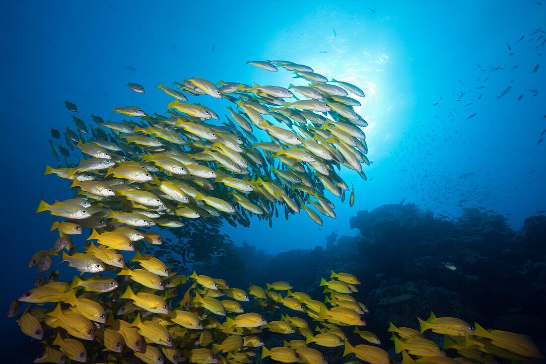 Shoal of Bigeye Snapper and Fivelined Snapper, Lutjanus lutjanus, Great Barrier Reef, Australia.