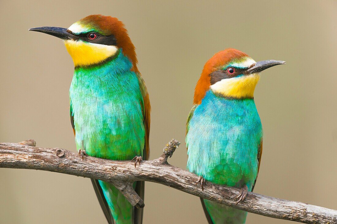 European bee-eater (Merops apiaster). Photographed in the Regional Park of Rio Guadarrama Madrid.