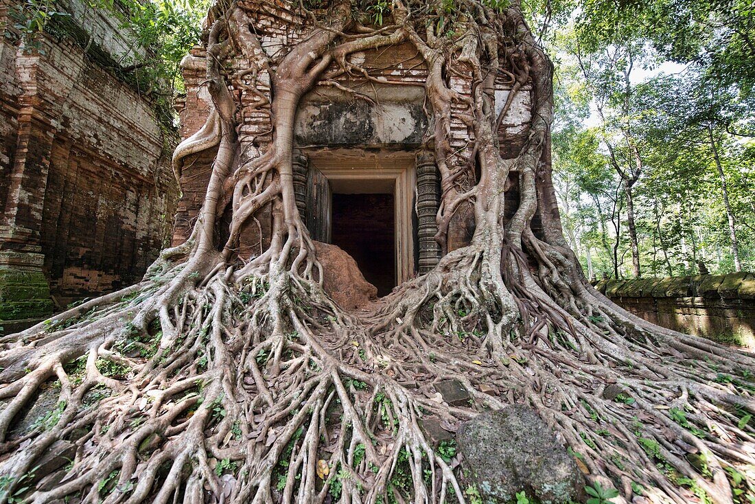 Tree roots wrapped around the hidden jungle temple of Prasat Pram at Koh Ker, Siem Reap, Cambodia.