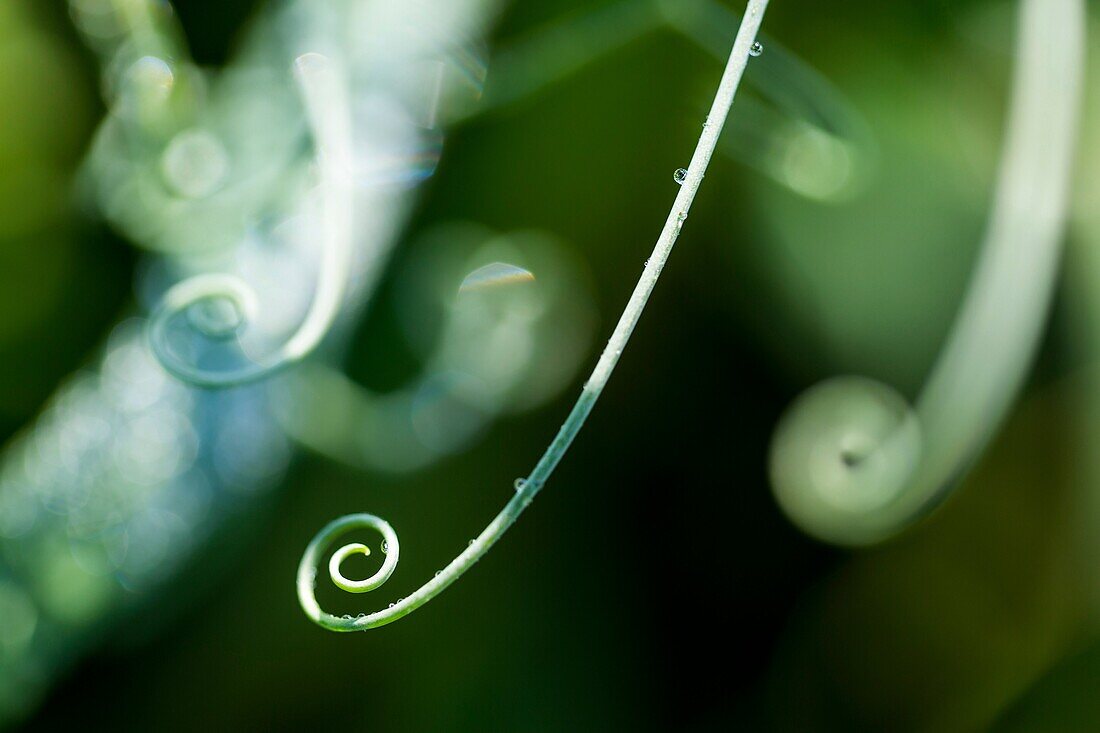 Tendrils detail fodder plant leguminous Fabaceae Lathyrus trepadora, Alentejo, Portugal, Europe