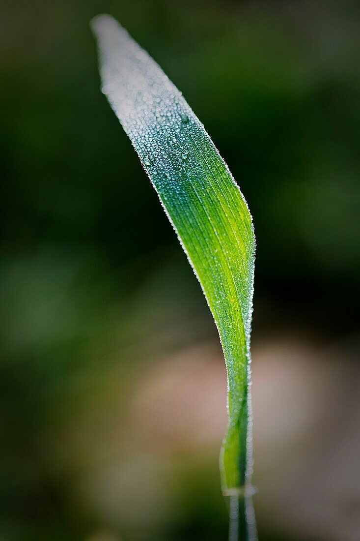 Wwheat Triticum green leaf with water drops, Alentejo, Portugal, Europe