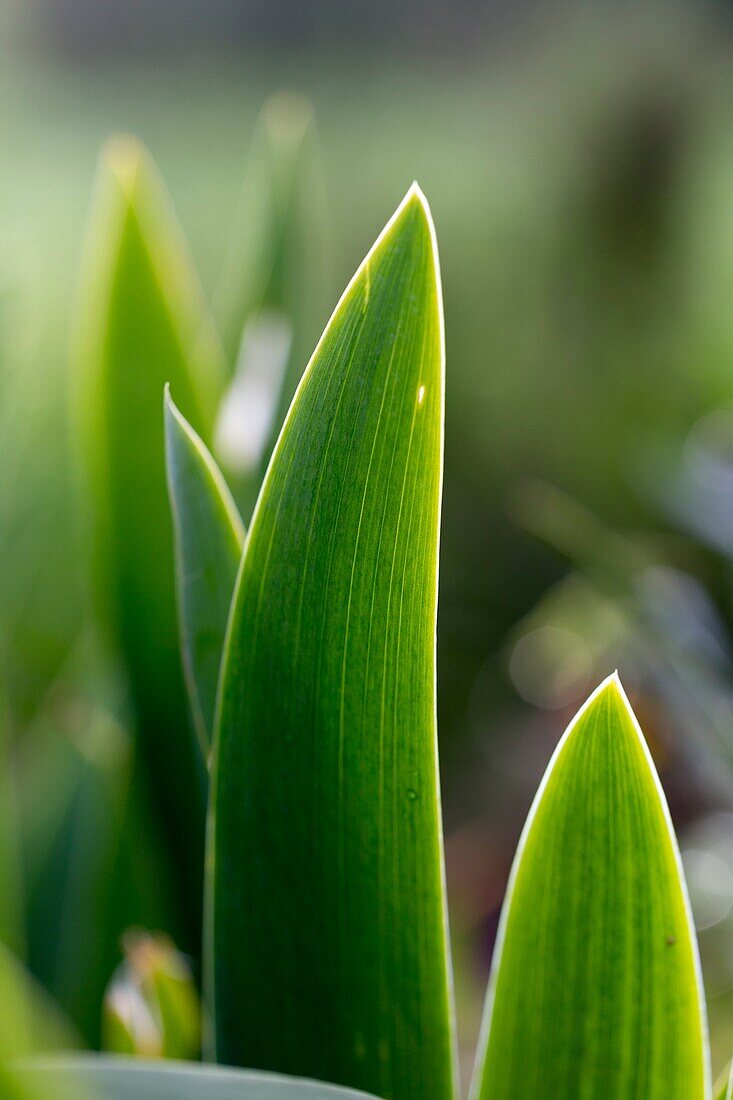 Green leaves of lilies or lilies Lilium, Alentejo, Portugal, Europe