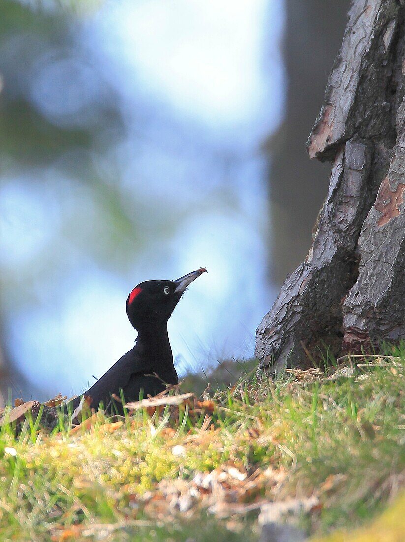 Black Woodpecker (Dryocopus martius), Stockholm, Sweden