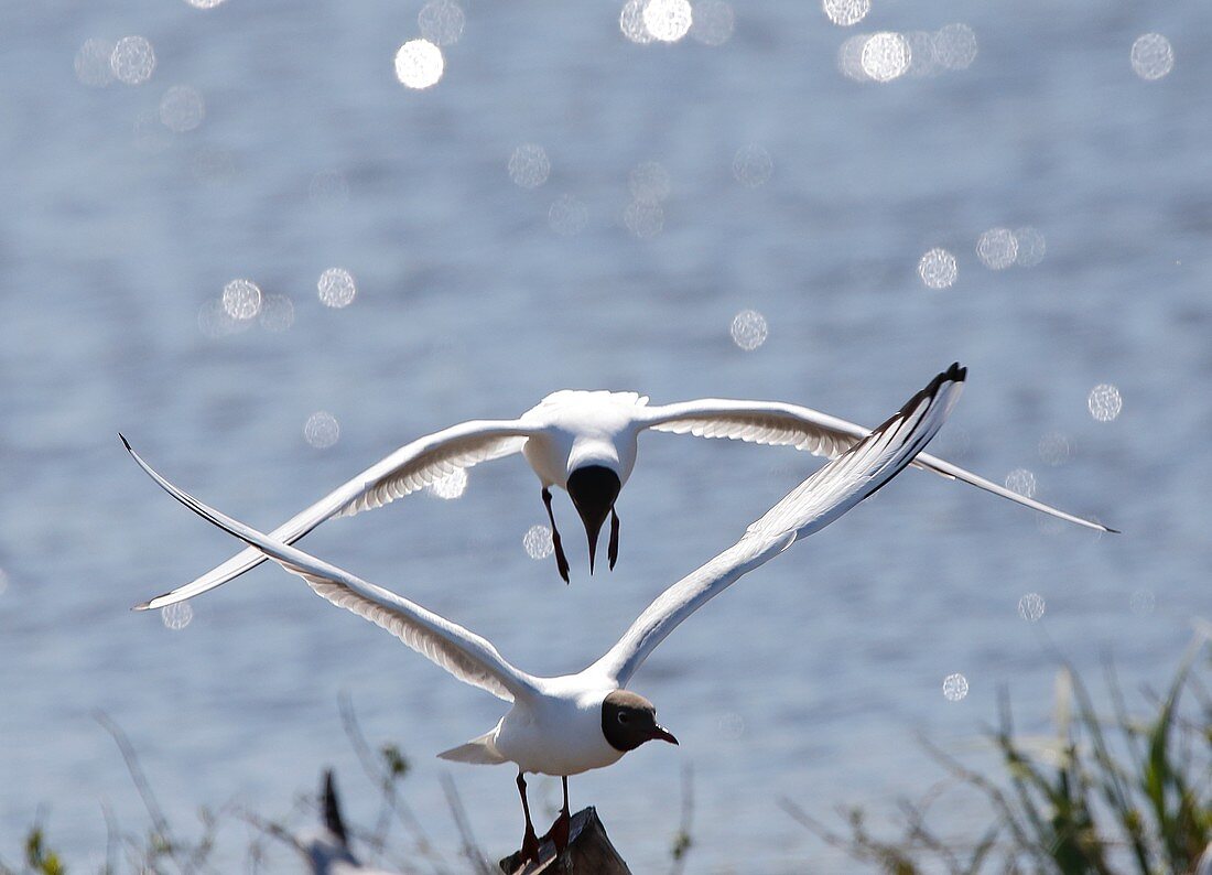 Black headed gull (Larus ridibundus), Skovde, Vastergotlan, Sweden