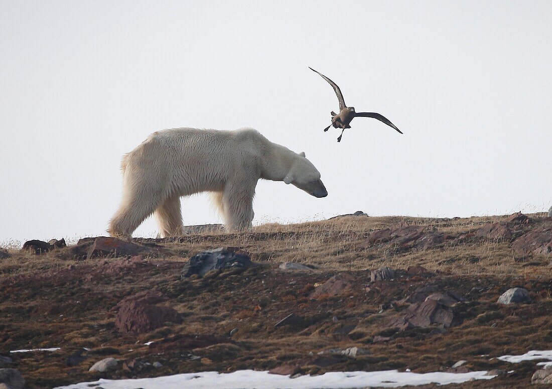 Ice Bear, Svalbard, Norway