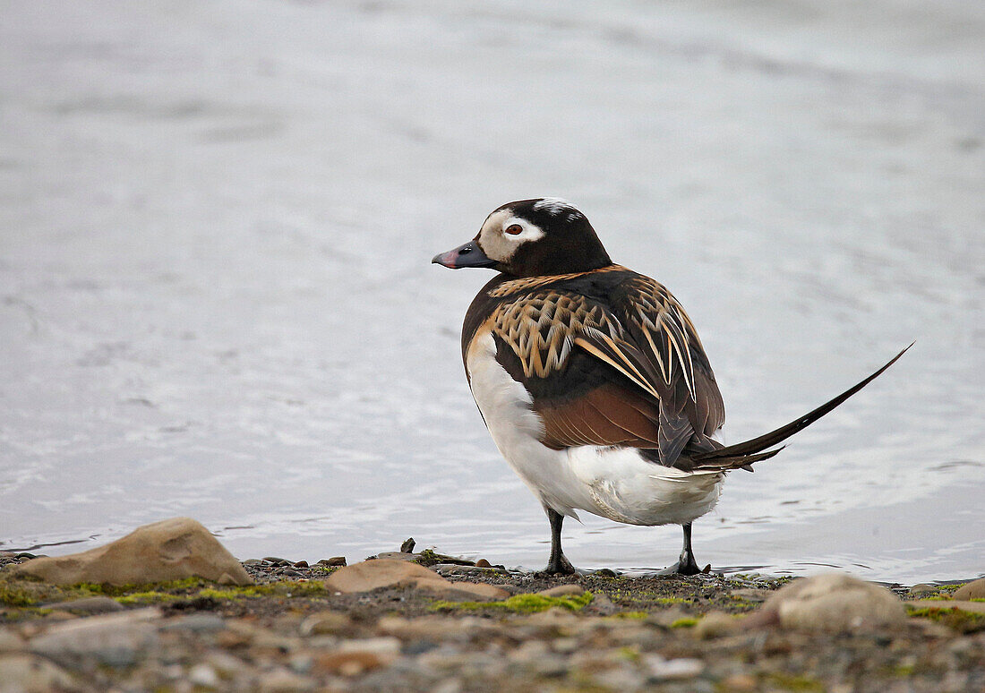 Long-Tailed Duck, Svalbard, Norway
