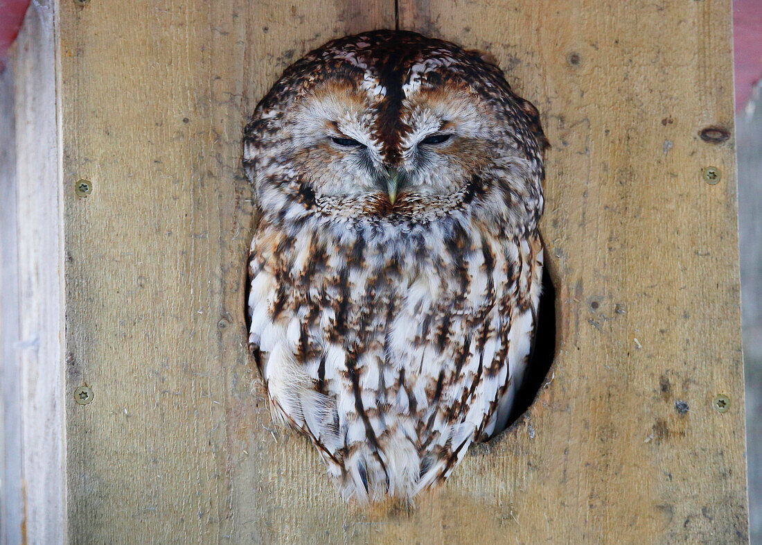 Tawny Owl, Strix aluco, Hälsingland, Sweden.