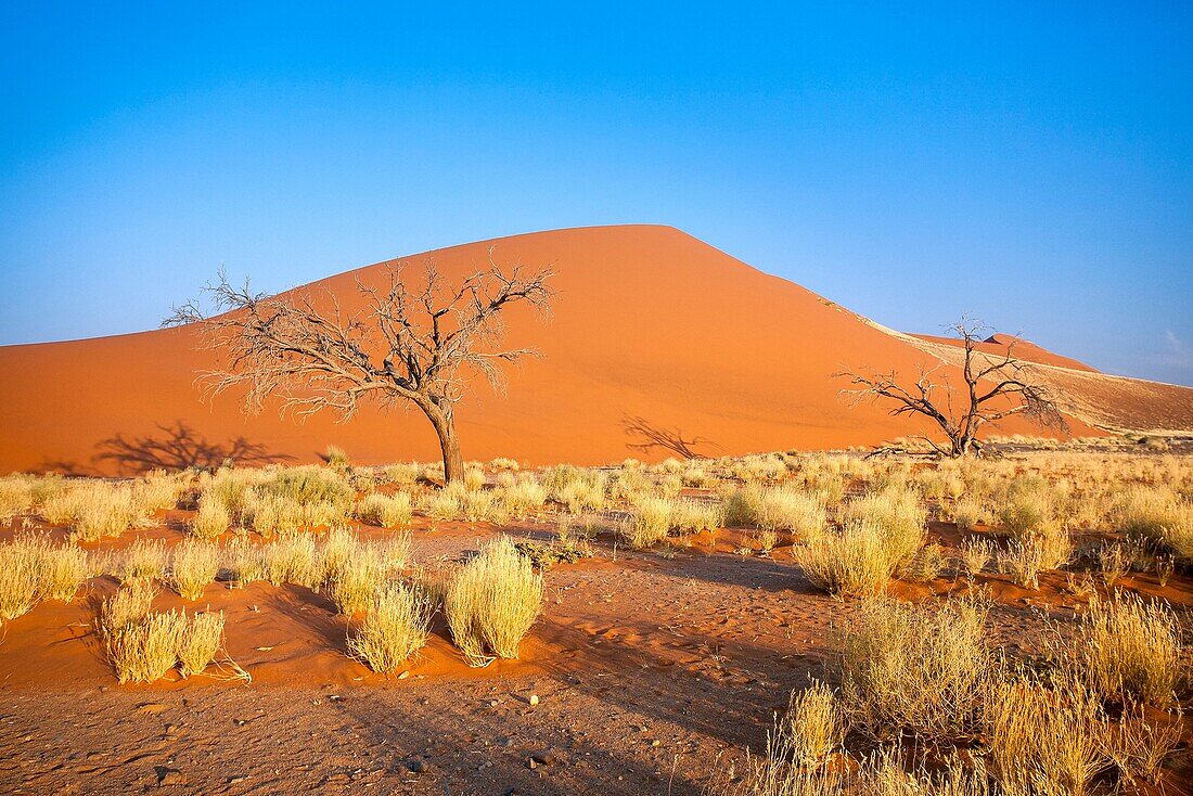 Dune 45 the star dune composed of 5 million year old sand Sossusvlei Namib Desert Naukluft National Park in Namibia Africa.