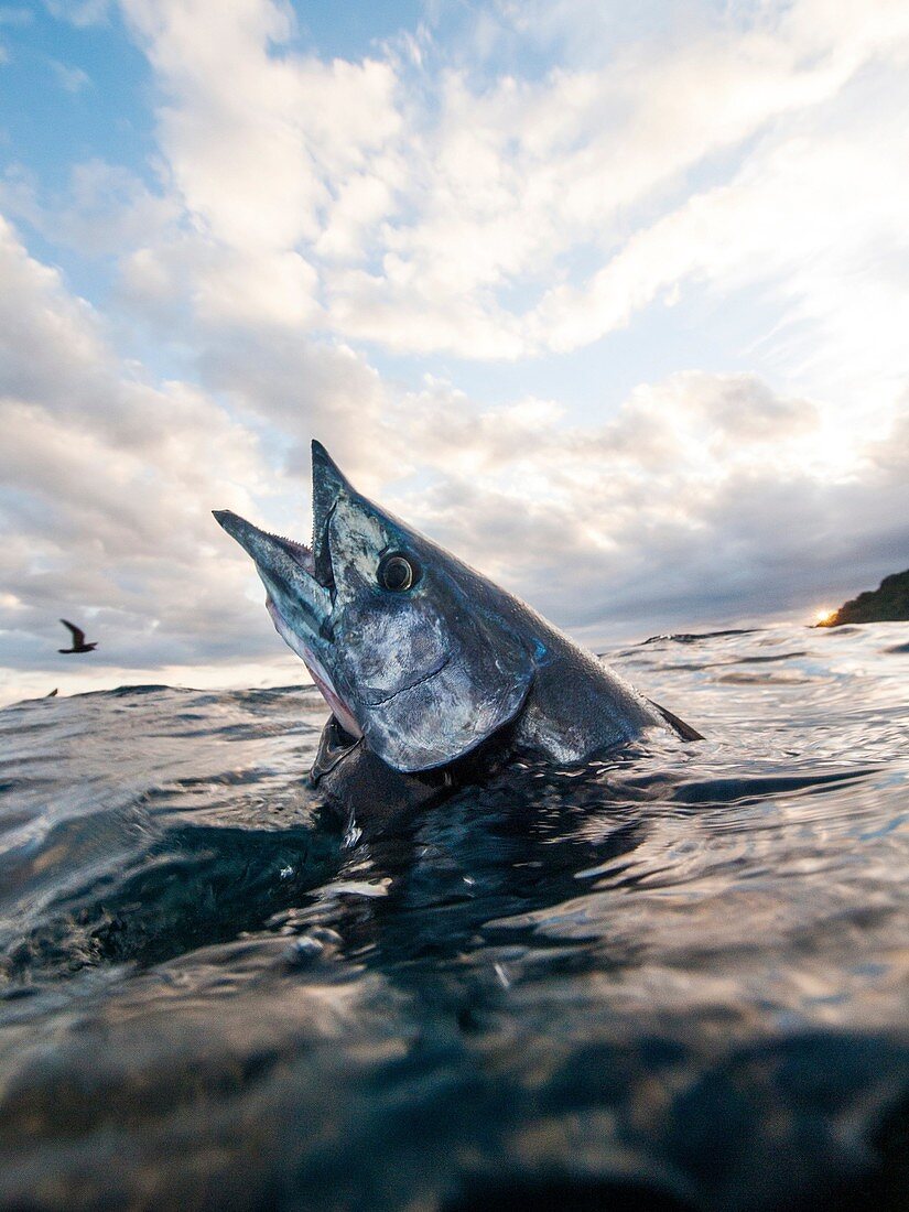 SpearFishing Panama Wahoo (Acanthocybium solandri)