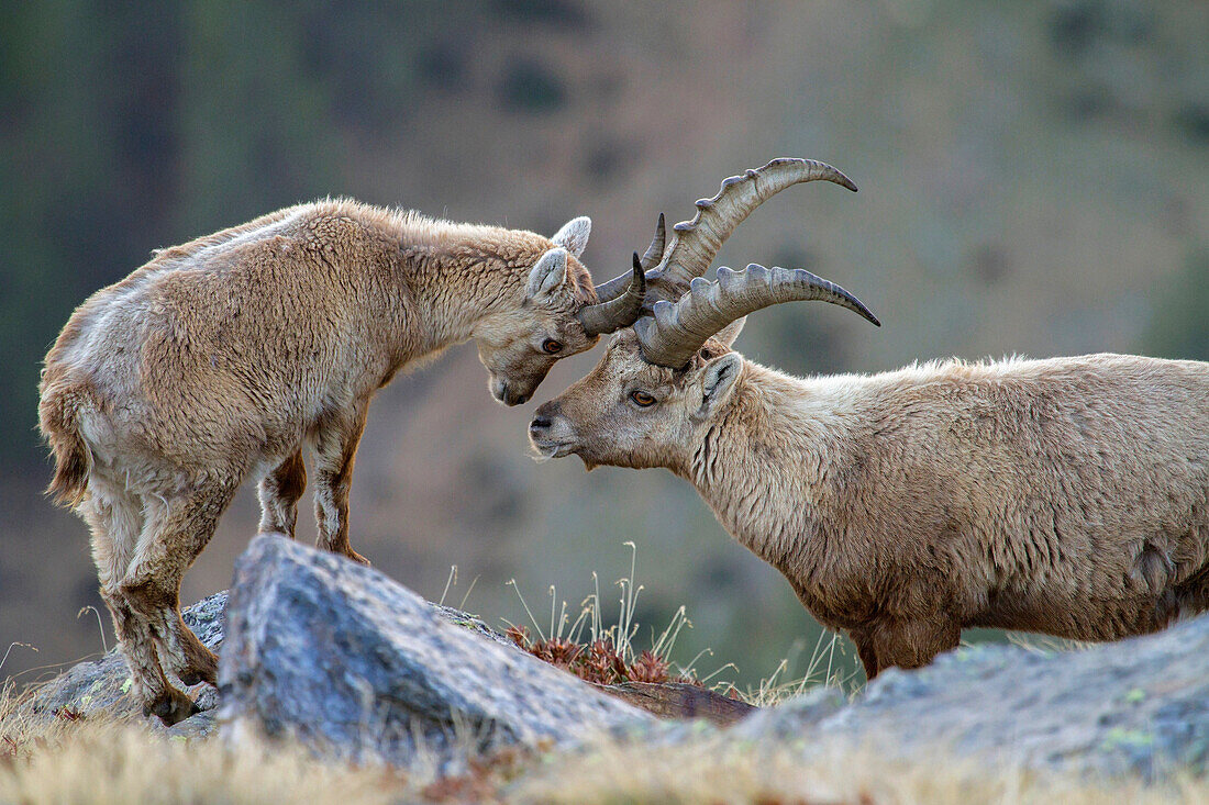 Stelvio National Park,Lombardy,Italy. Ibex.