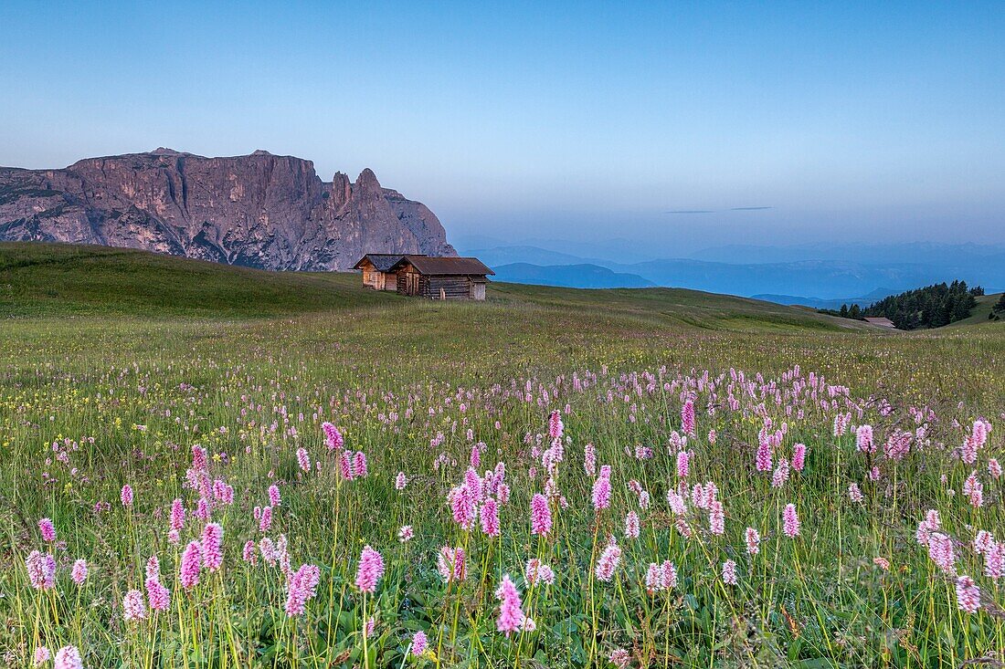 Alpe di Siusi/Seiser Alm, Dolomites, South Tyrol, Italy. Bloom on Plateau of Bullaccia/Puflatsch. In the background the peaks of Sciliar/Schlern.