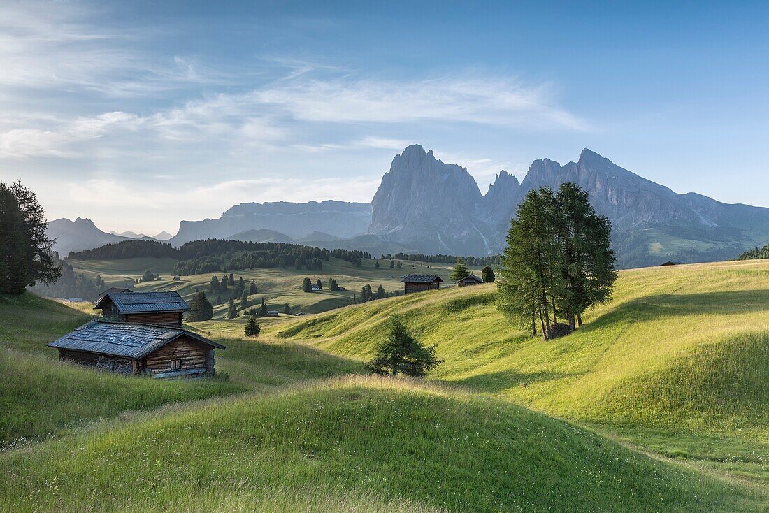 Alpe di Siusi/Seiser Alm, Dolomites, South Tyrol, Italy. Summer landscape on the Alpe di Siusi/Seiser Alm with the peaks of Sassolungo / Langkofel and Sassopiatto / Plattkofel.